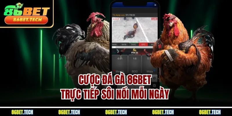 Cược đá gà 86BET trực tiếp sôi nổi mỗi ngày 