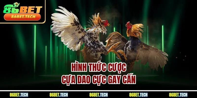 Hình thức cược cựa dao cực gay cấn 